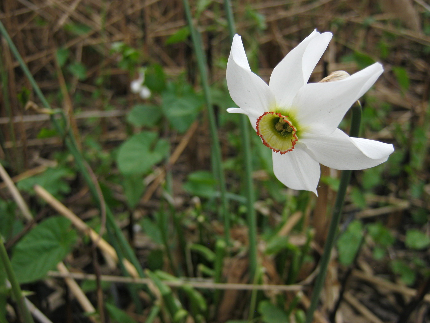 Изображение особи Narcissus poeticus.