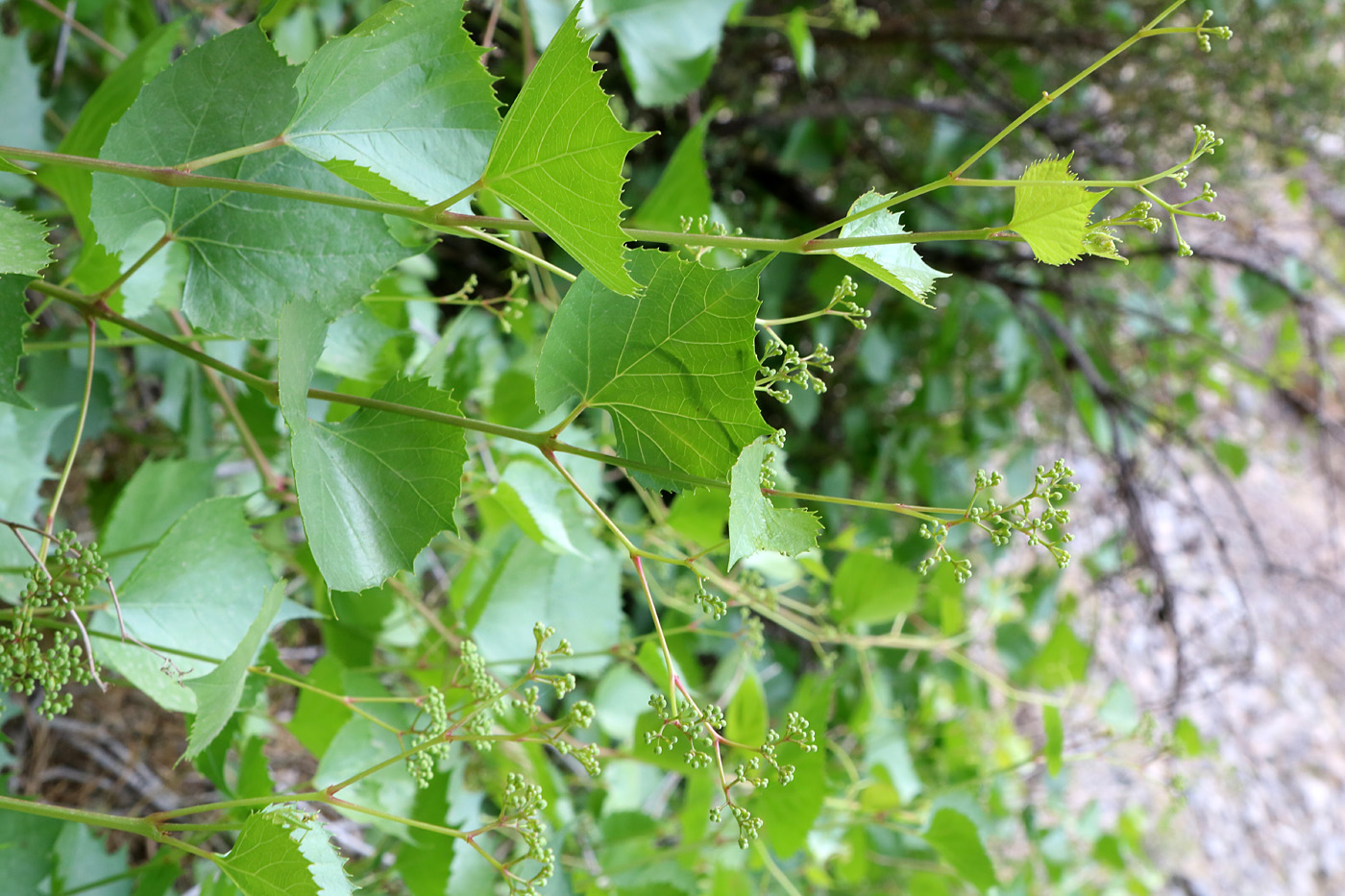 Image of Ampelopsis aegirophylla specimen.