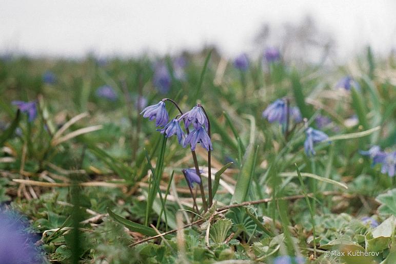 Image of Scilla siberica specimen.