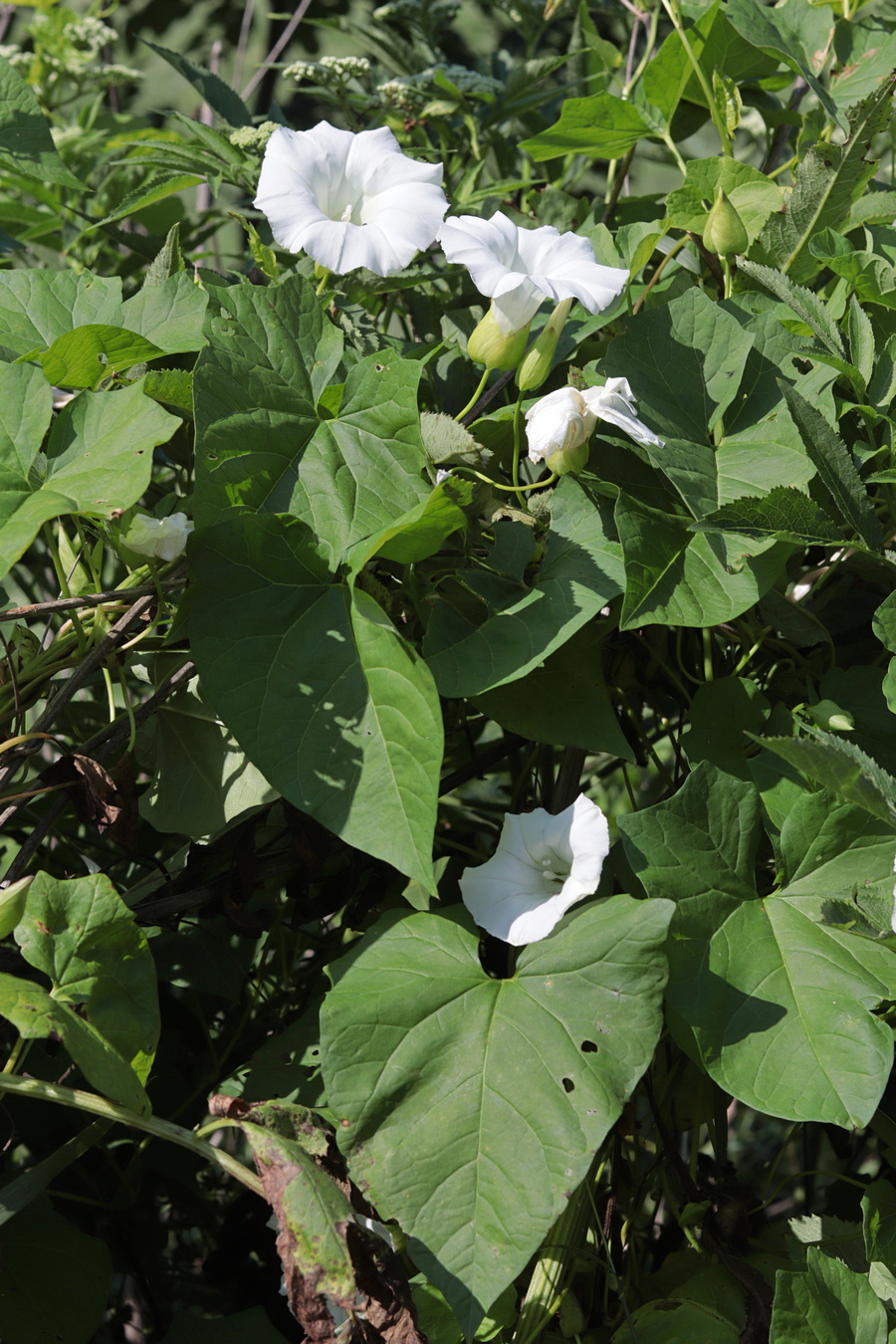 Image of Calystegia silvatica specimen.