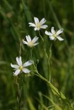 Stellaria holostea