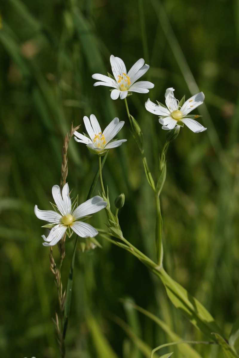 Изображение особи Stellaria holostea.