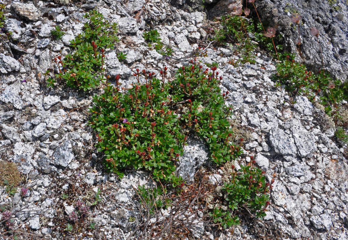 Image of Rhododendron redowskianum specimen.