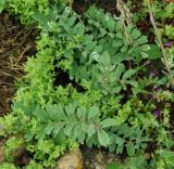 Bongardia chrysogonum. Листья. Азербайджан, Гобустанский заповедник. 10.04.2010.