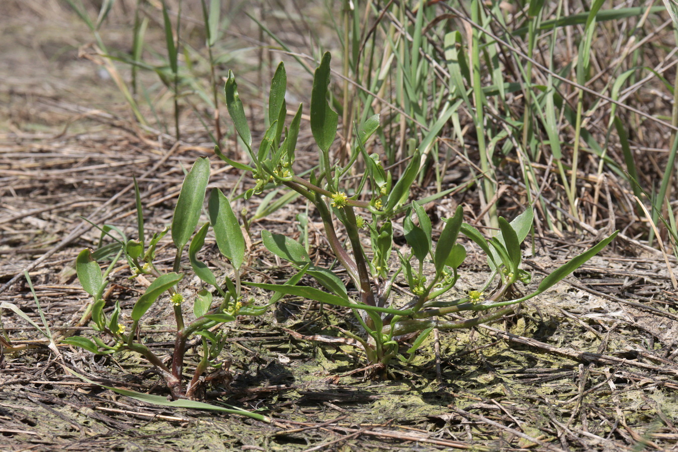 Image of Buschia lateriflora specimen.