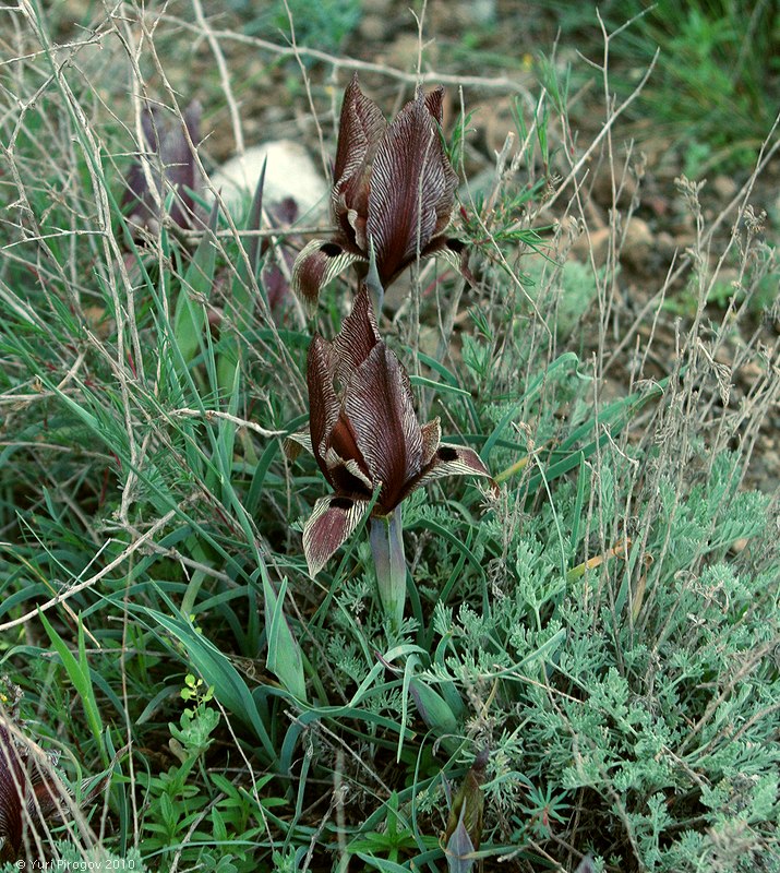 Image of Iris acutiloba specimen.