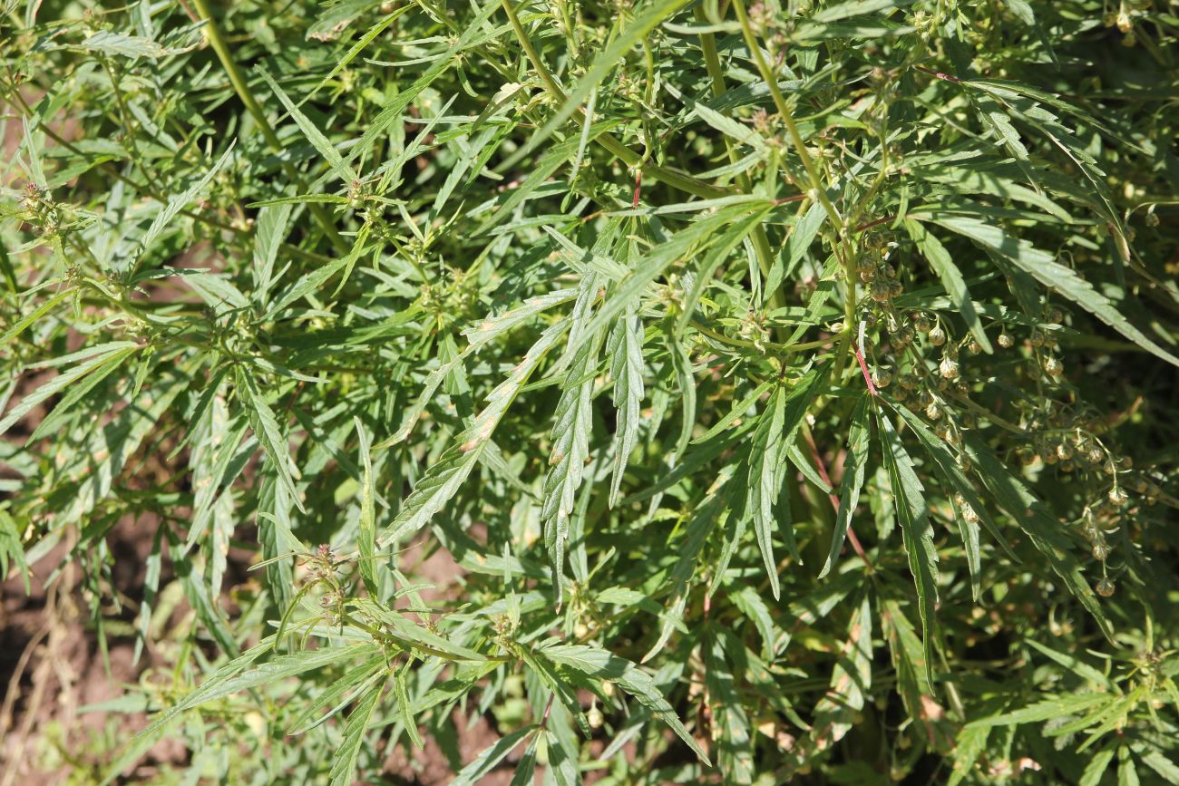 Image of Cannabis sativa var. spontanea specimen.