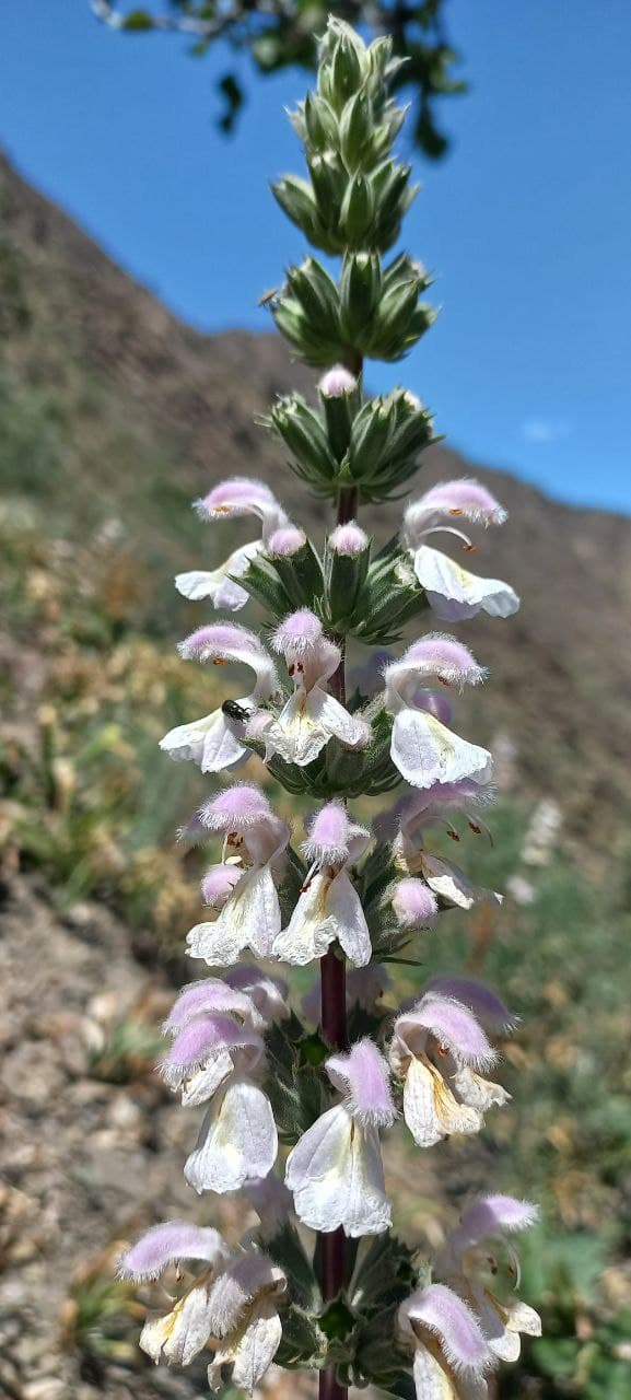 Image of Phlomoides kurpsaica specimen.