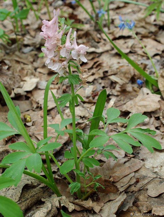 Image of Corydalis solida specimen.