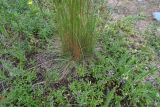Смотреть изображение род Festuca