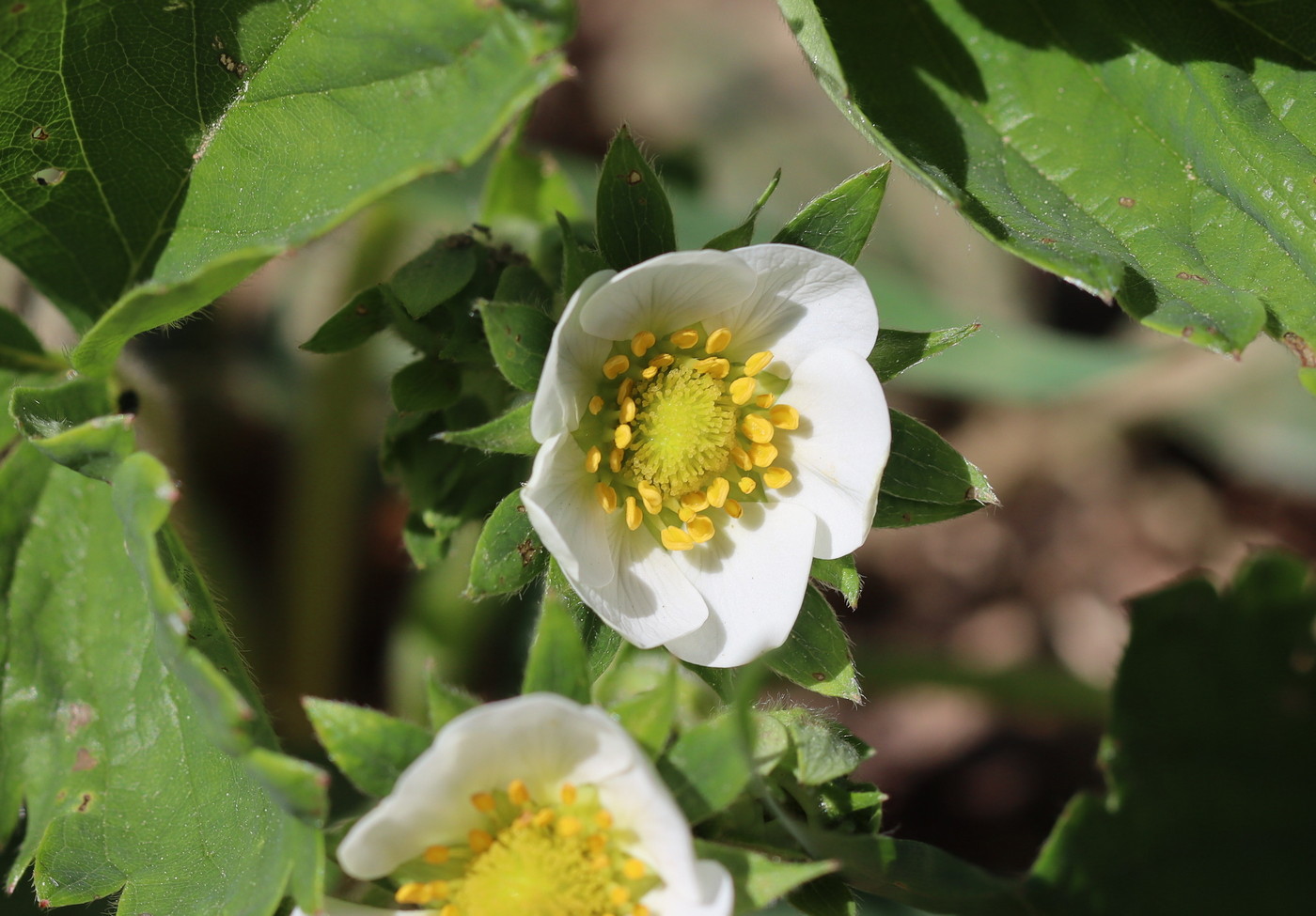 Image of Fragaria &times; ananassa specimen.