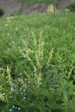 Astragalus galegiformis