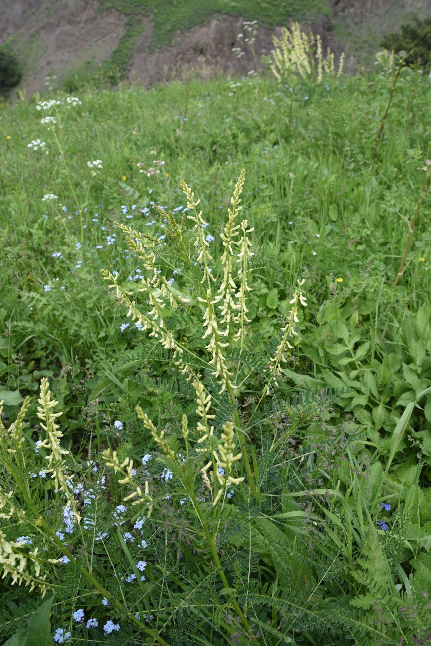 Изображение особи Astragalus galegiformis.