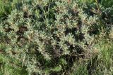 Astragalus denudatus