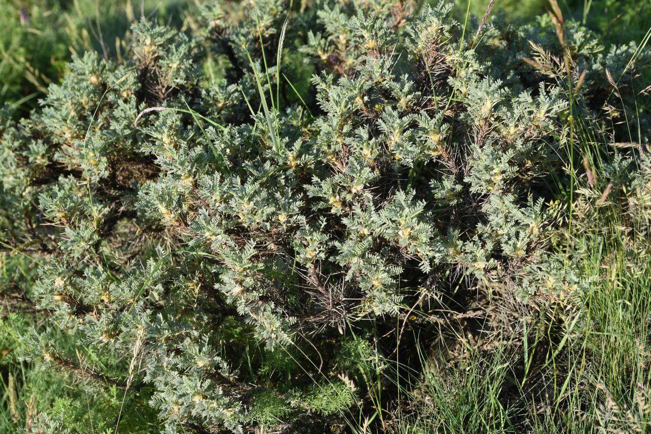 Image of Astragalus denudatus specimen.