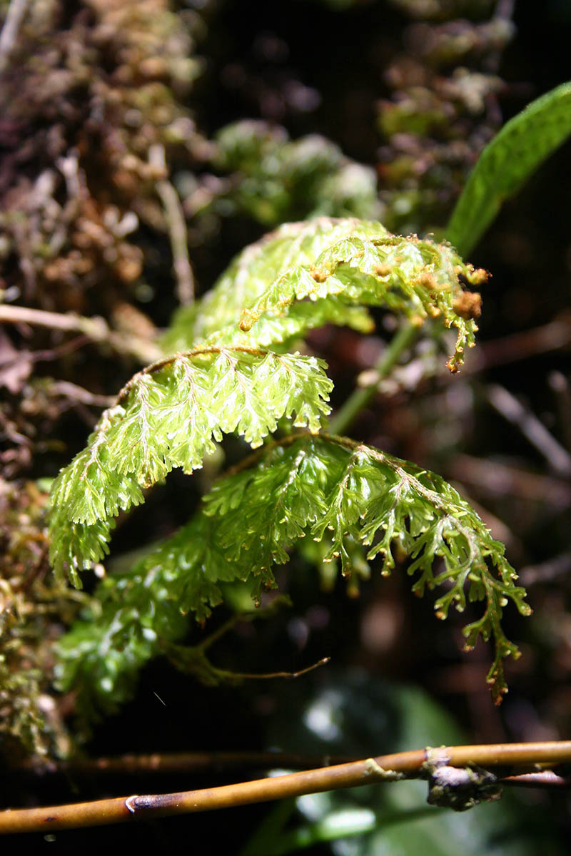 Image of familia Hymenophyllaceae specimen.