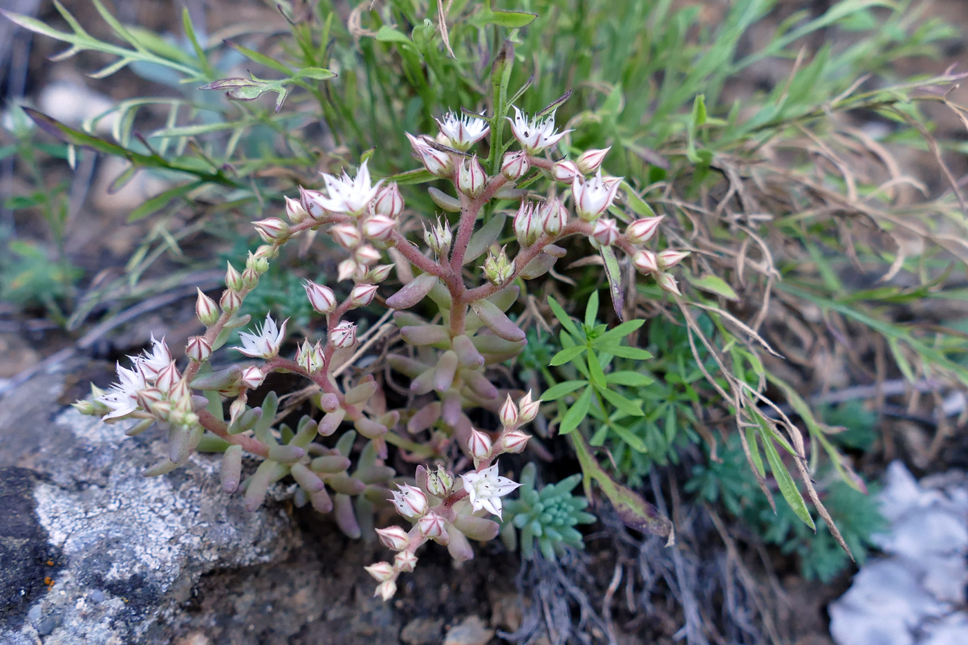 Image of Sedum pallidum specimen.