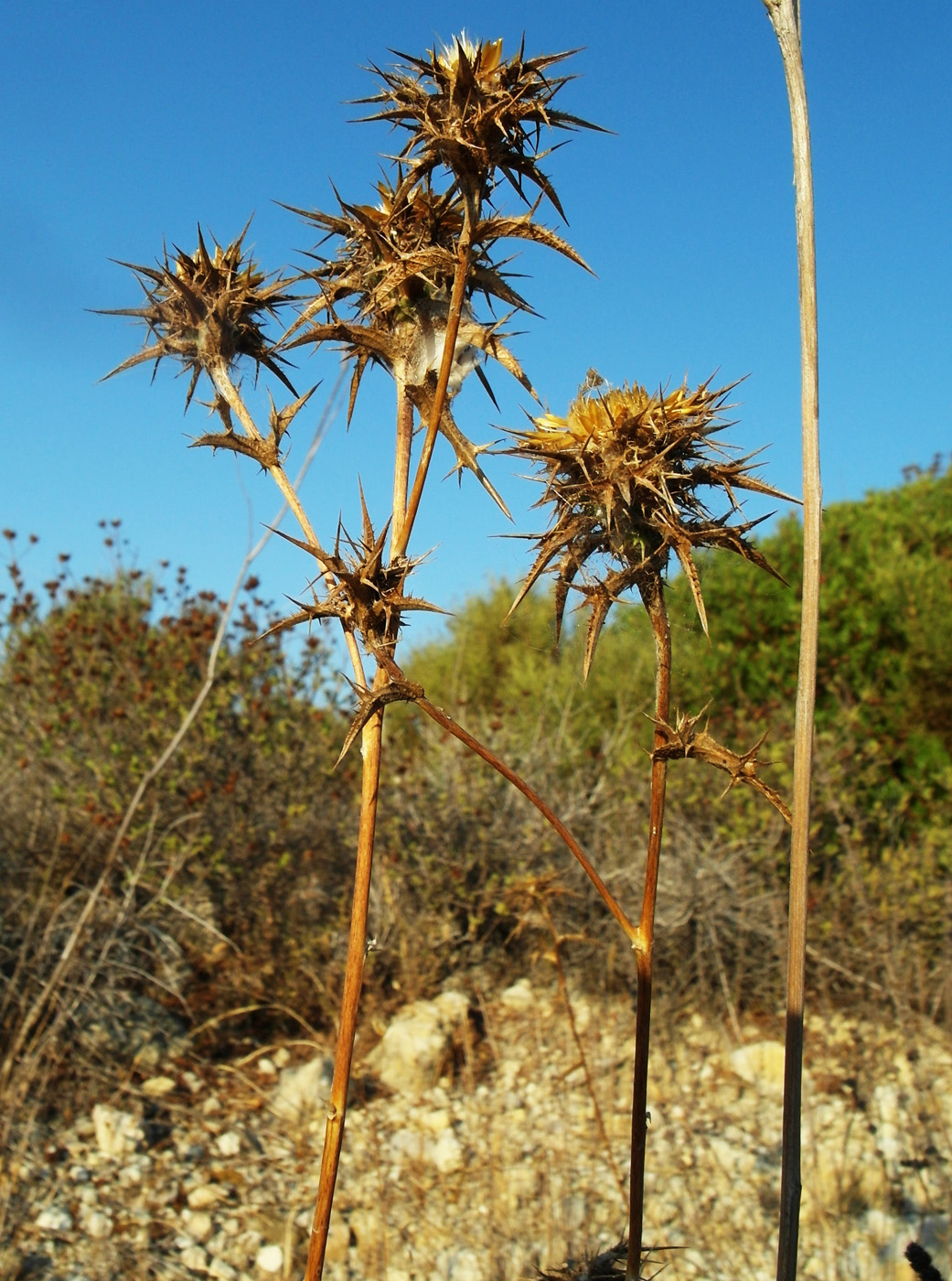 Изображение особи Carlina corymbosa.