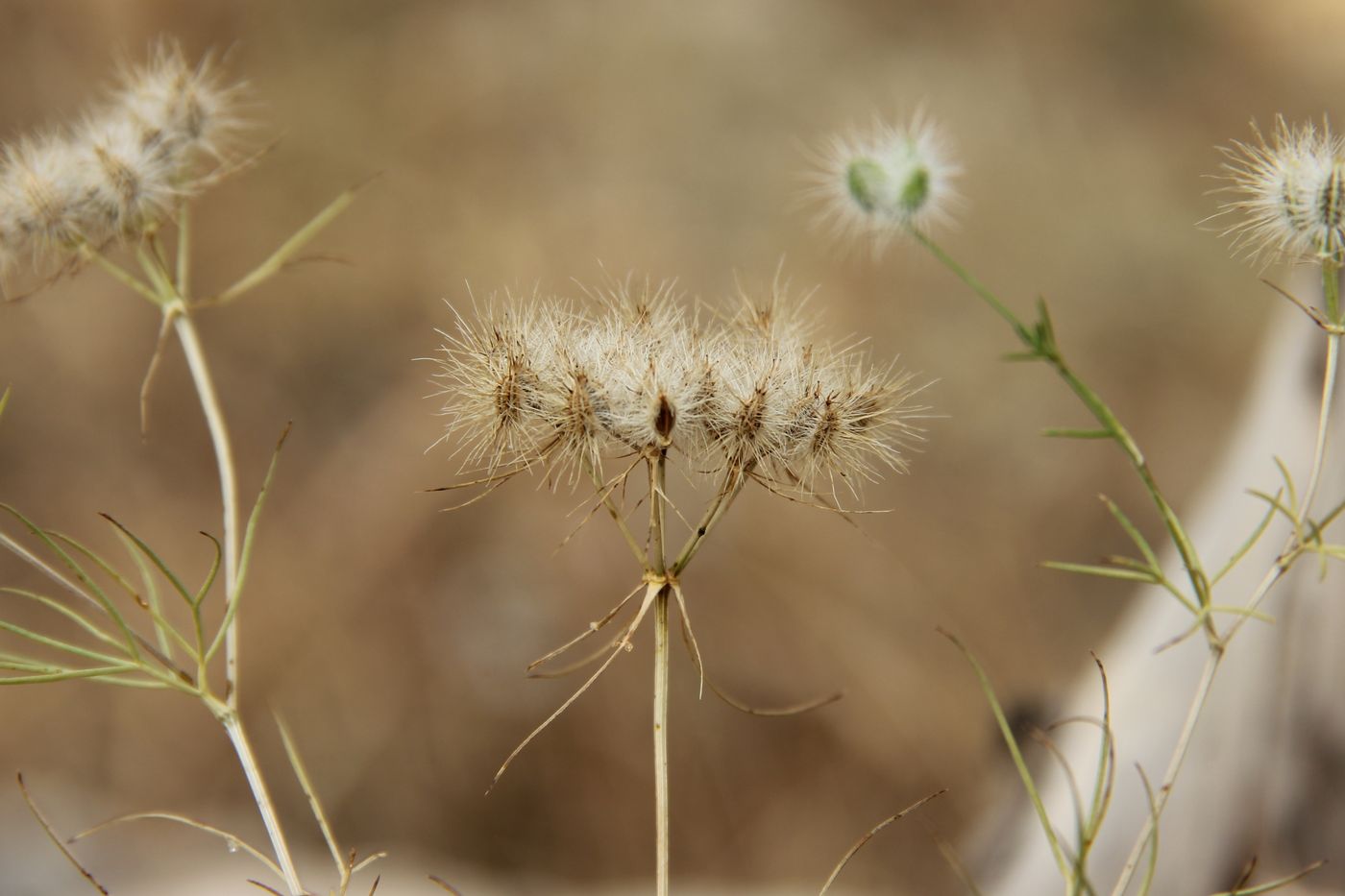 Image of Cuminum setifolium specimen.