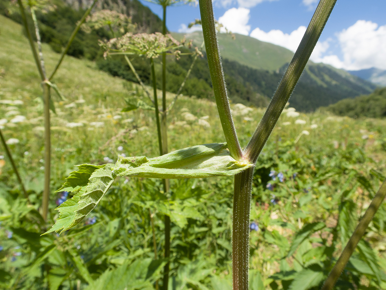 Image of Heracleum ponticum specimen.