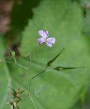 Geranium robertianum. Цветок и плоды. Республика Адыгея, Майкопский р-н, ущелье р. Аминовка около водопада Аминовский. 28 июля 2022 г.