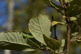 Salix aurita. Часть ветви (видна абаксиальная поверхность листьев). Калужская обл., Спас-Деменский р-н, Большое Игнатовское болото, край северо-западного сектора, пограничная полоса из ивняка между болотом и лесом. 09.09.2022.