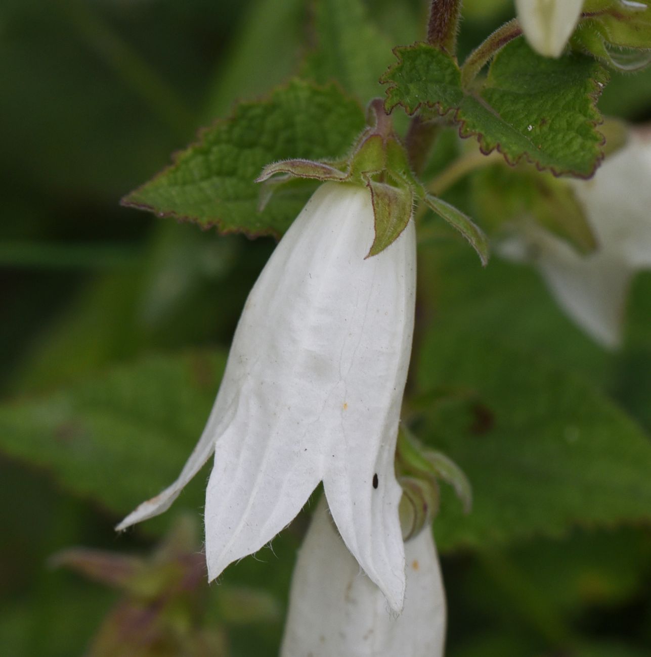 Изображение особи Campanula alliariifolia.