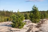 Pinus friesiana. Молодые растения на песчаном пляже. Карелия, восточный берег оз. Топозеро. 26.07.2021.