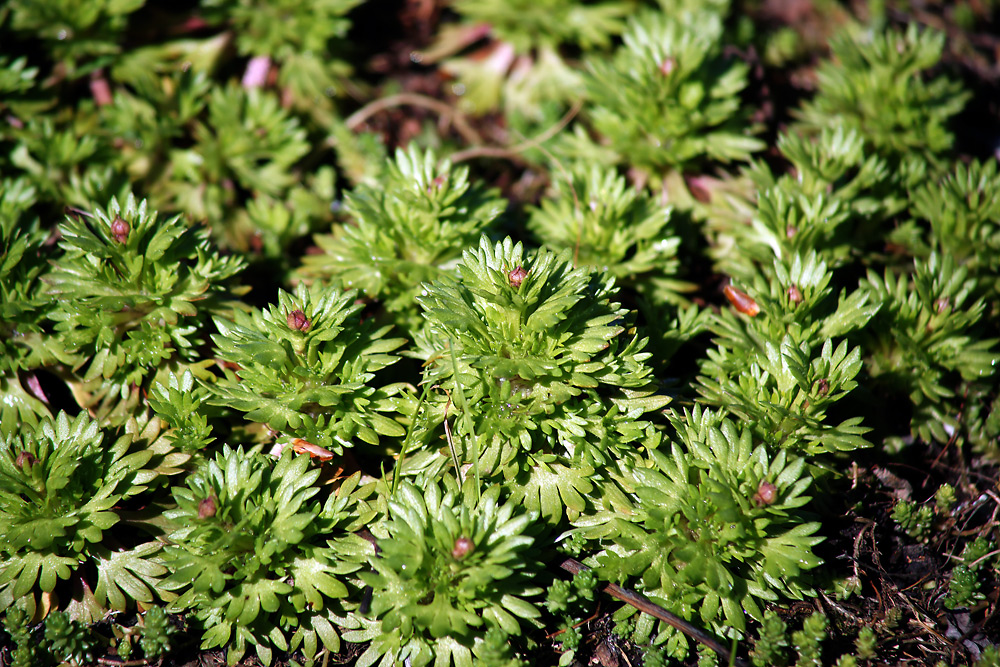 Image of Saxifraga &times; arendsii specimen.