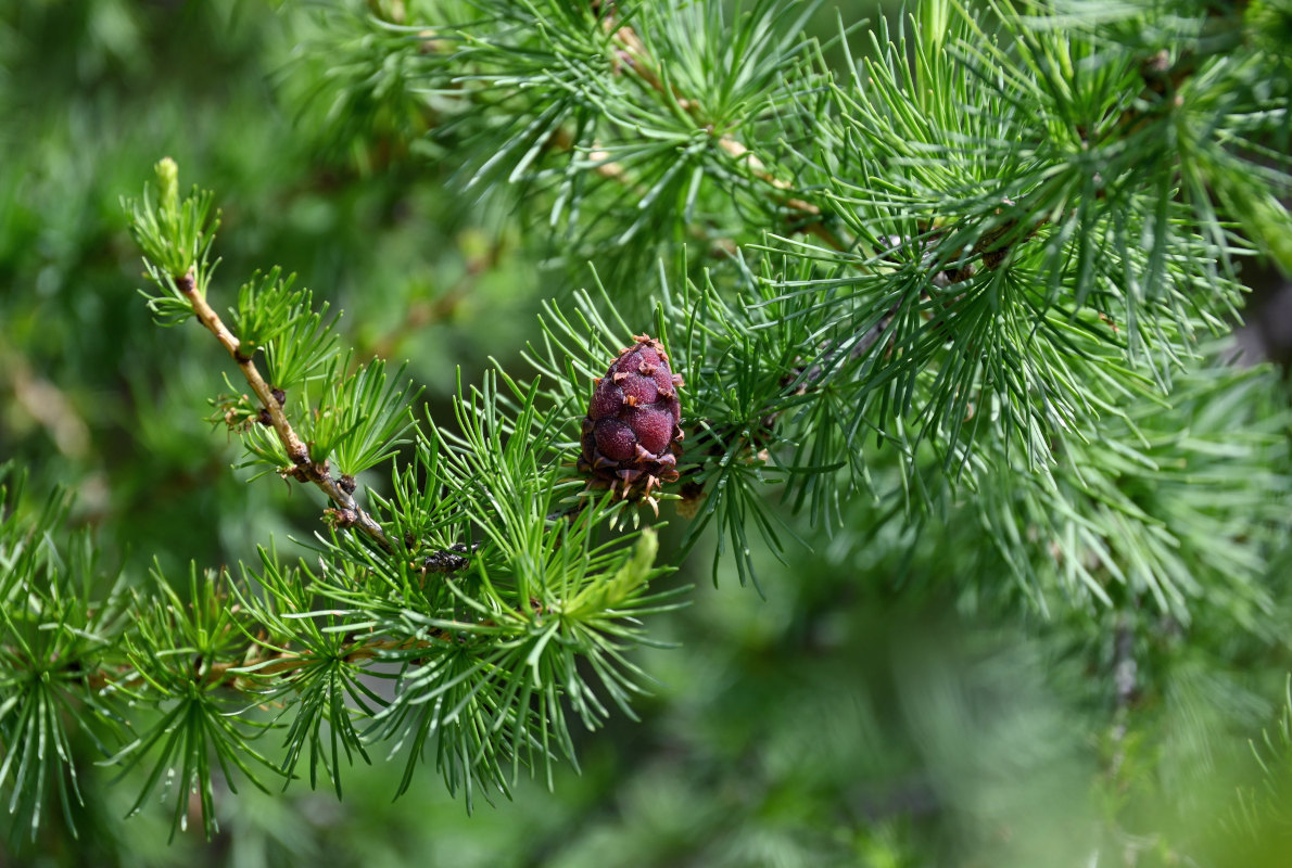 Изображение особи Larix sibirica.