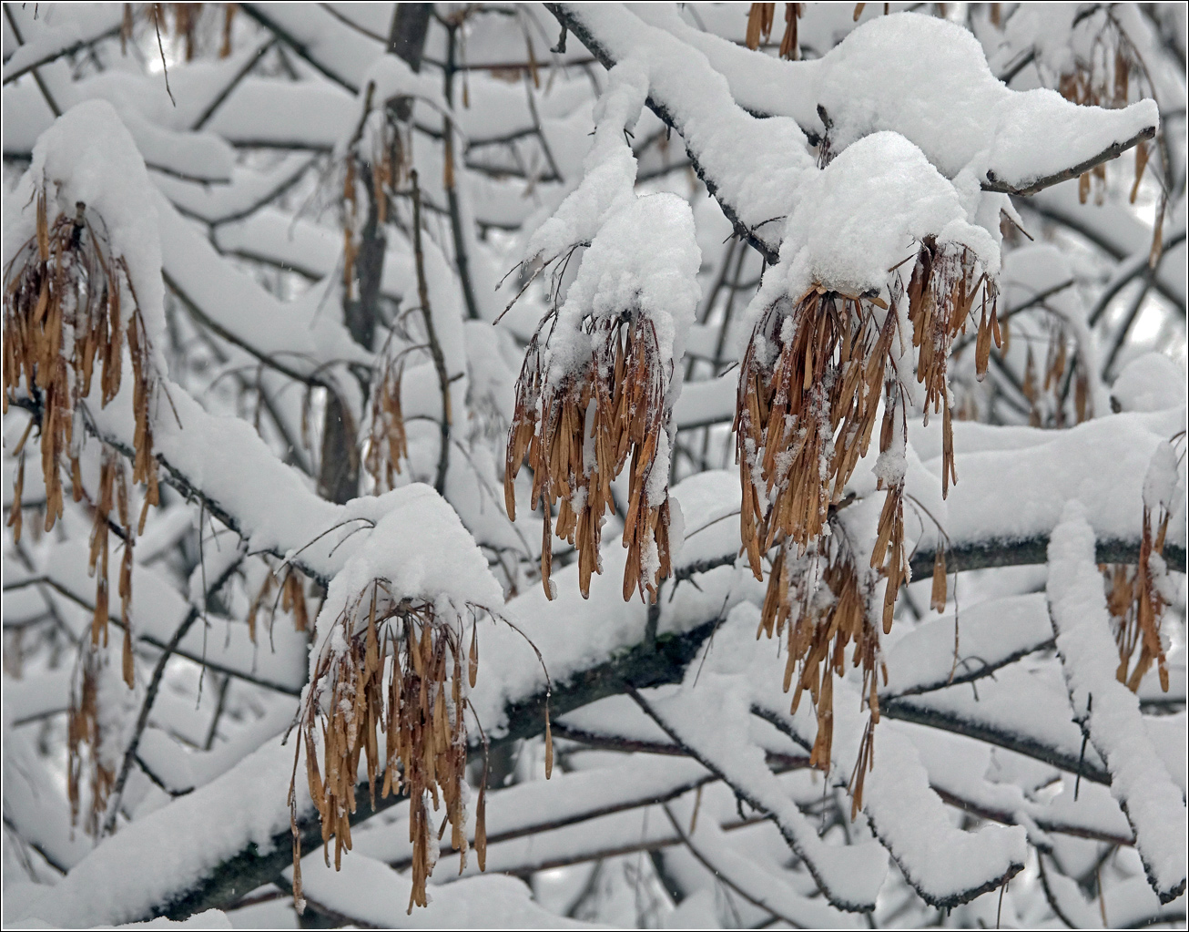 Изображение особи род Fraxinus.