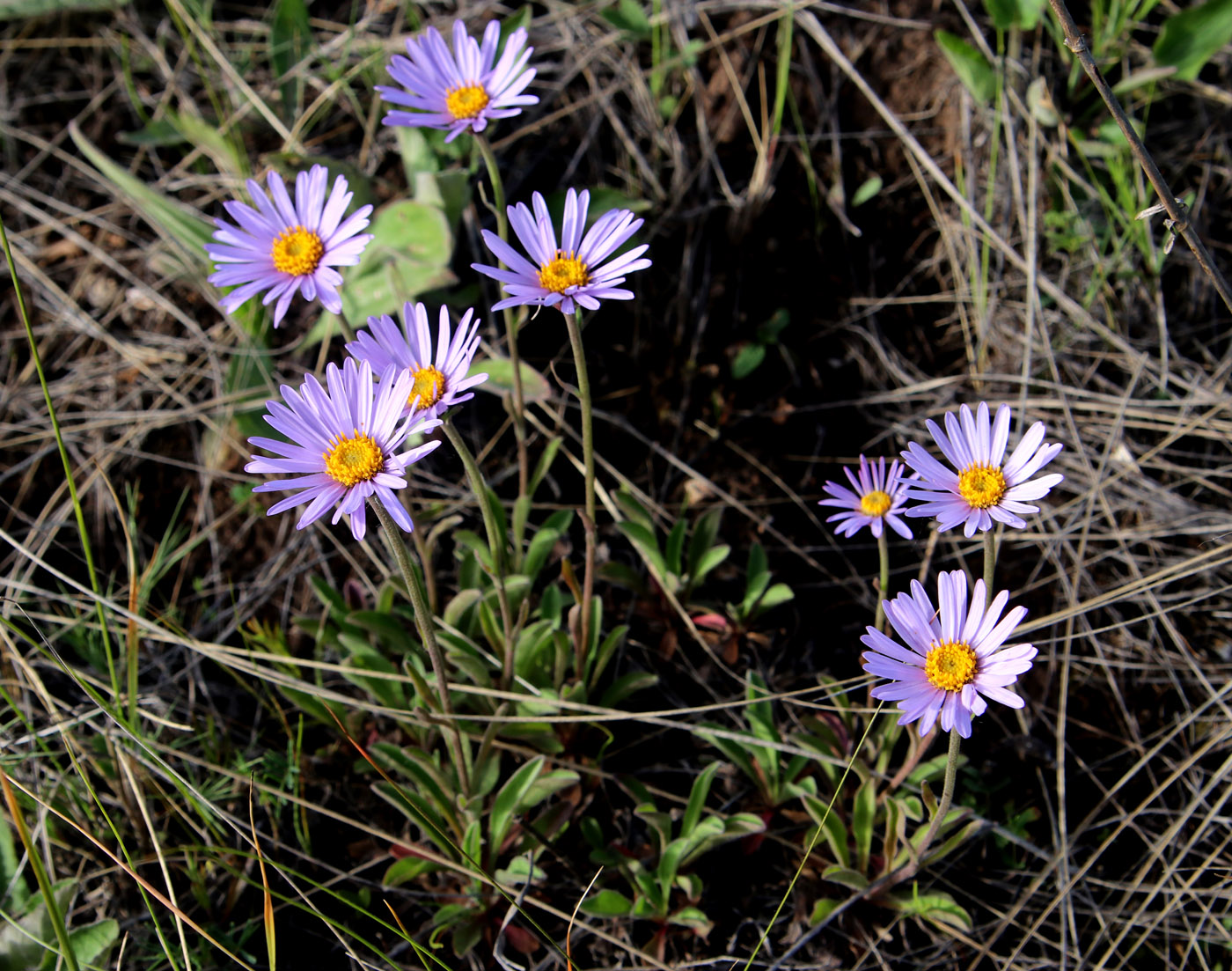 Изображение особи Aster serpentimontanus.