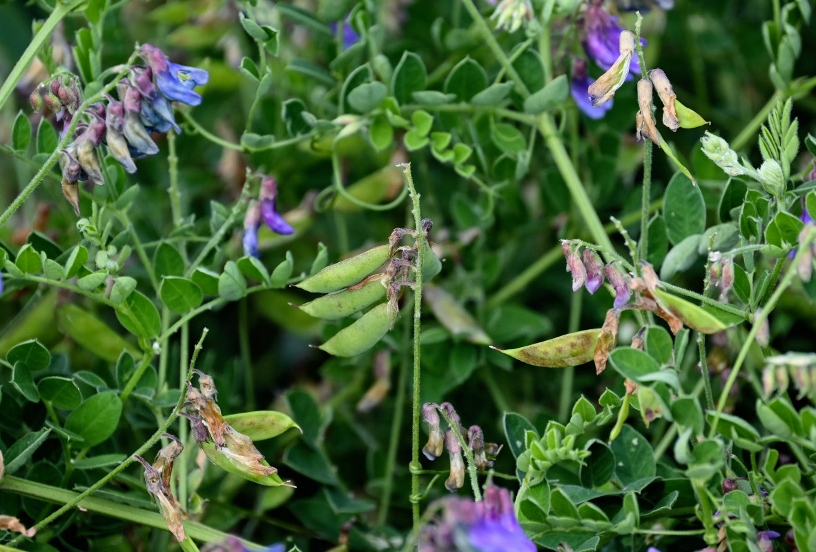 Изображение особи Vicia japonica.