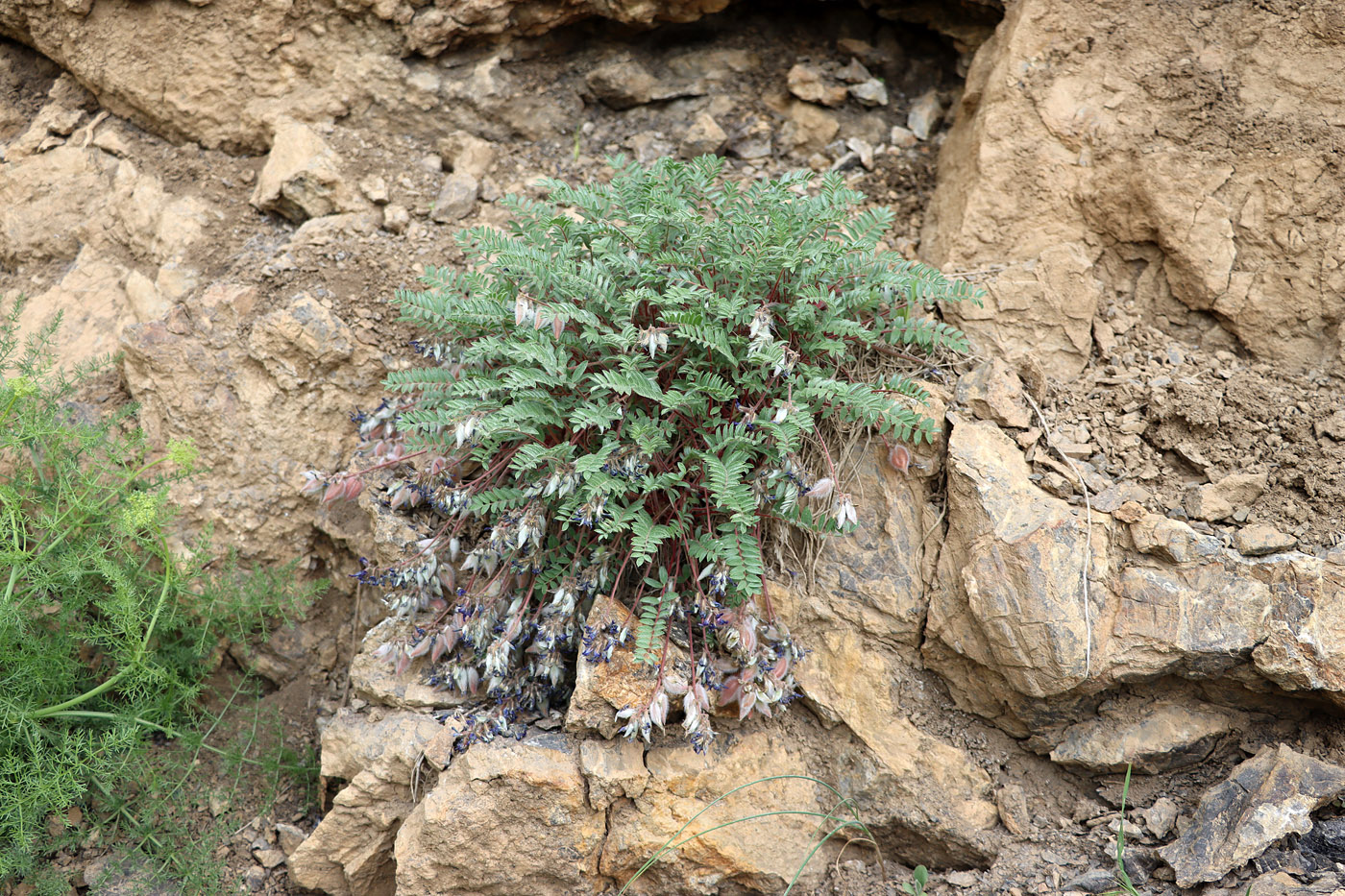 Изображение особи Oxytropis ugamica.