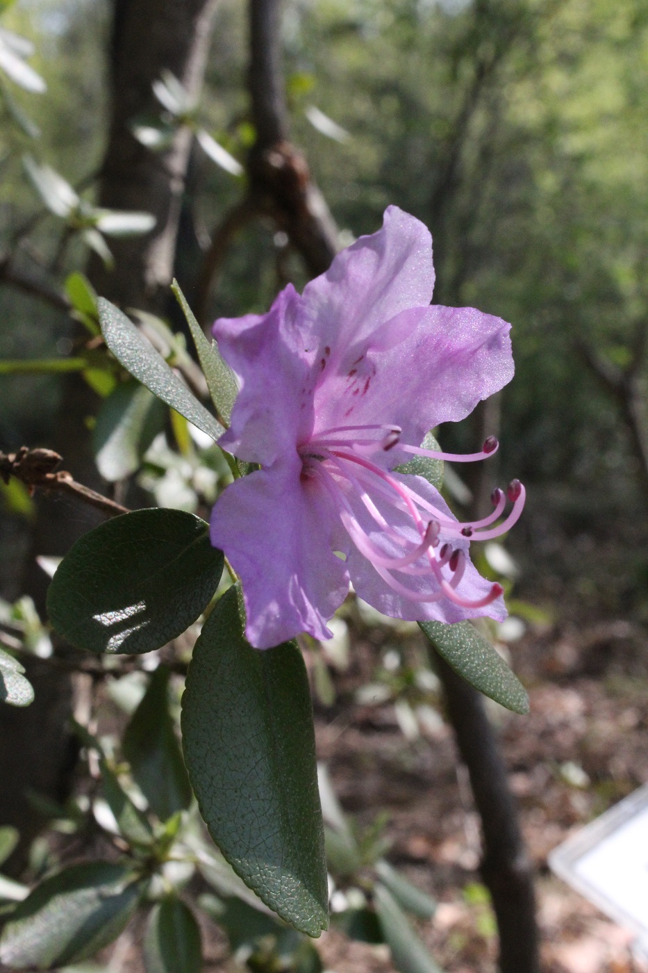 Image of Rhododendron ledebourii specimen.