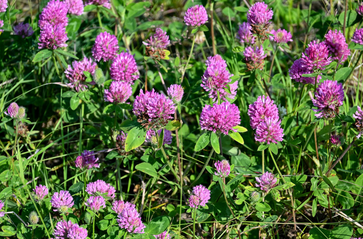 Image of Trifolium pratense specimen.