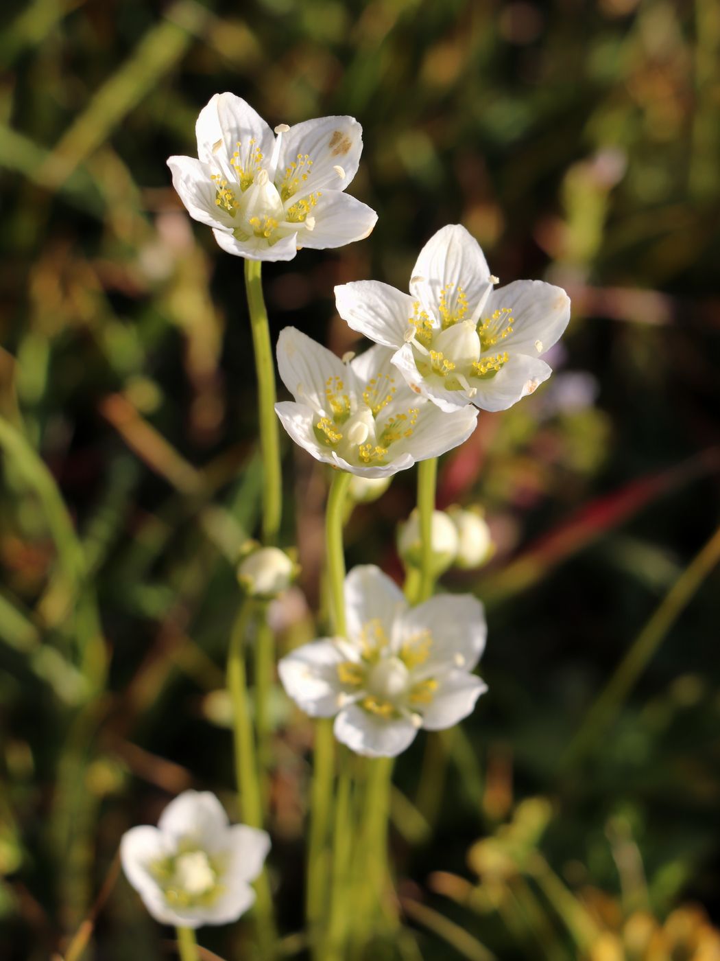 Image of Parnassia palustris specimen.