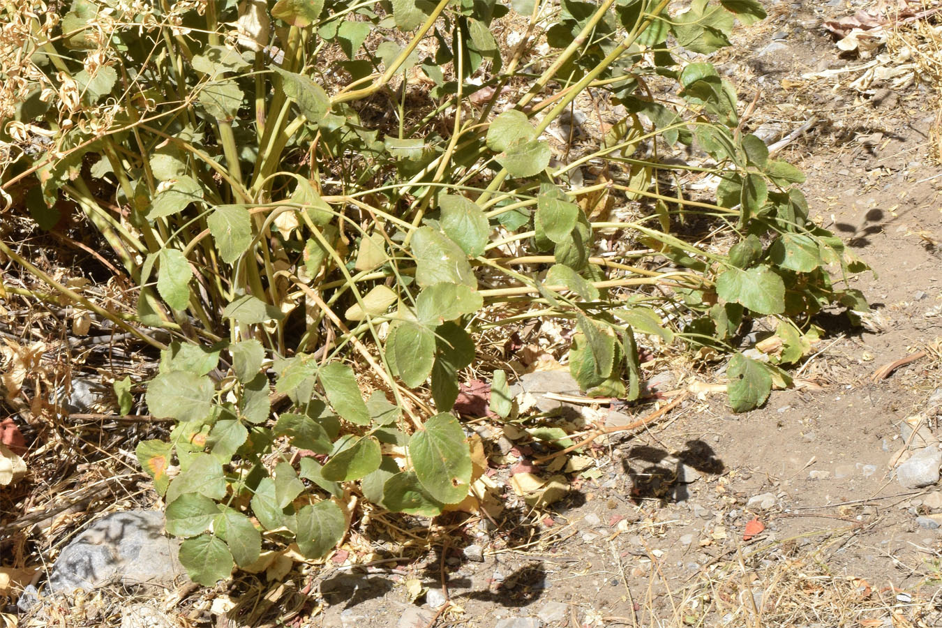 Image of Mediasia macrophylla specimen.