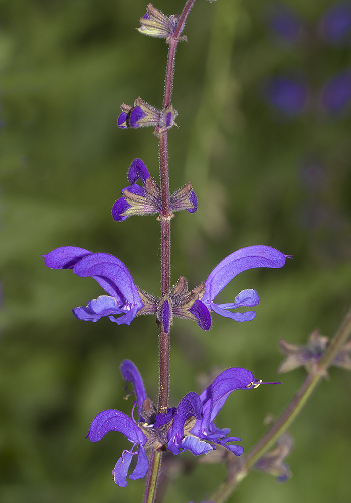 Image of Salvia kuznetzovii specimen.