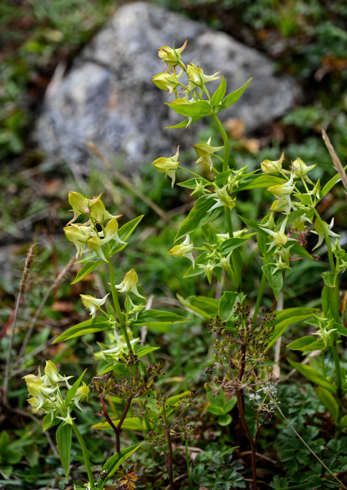 Image of Halenia corniculata specimen.