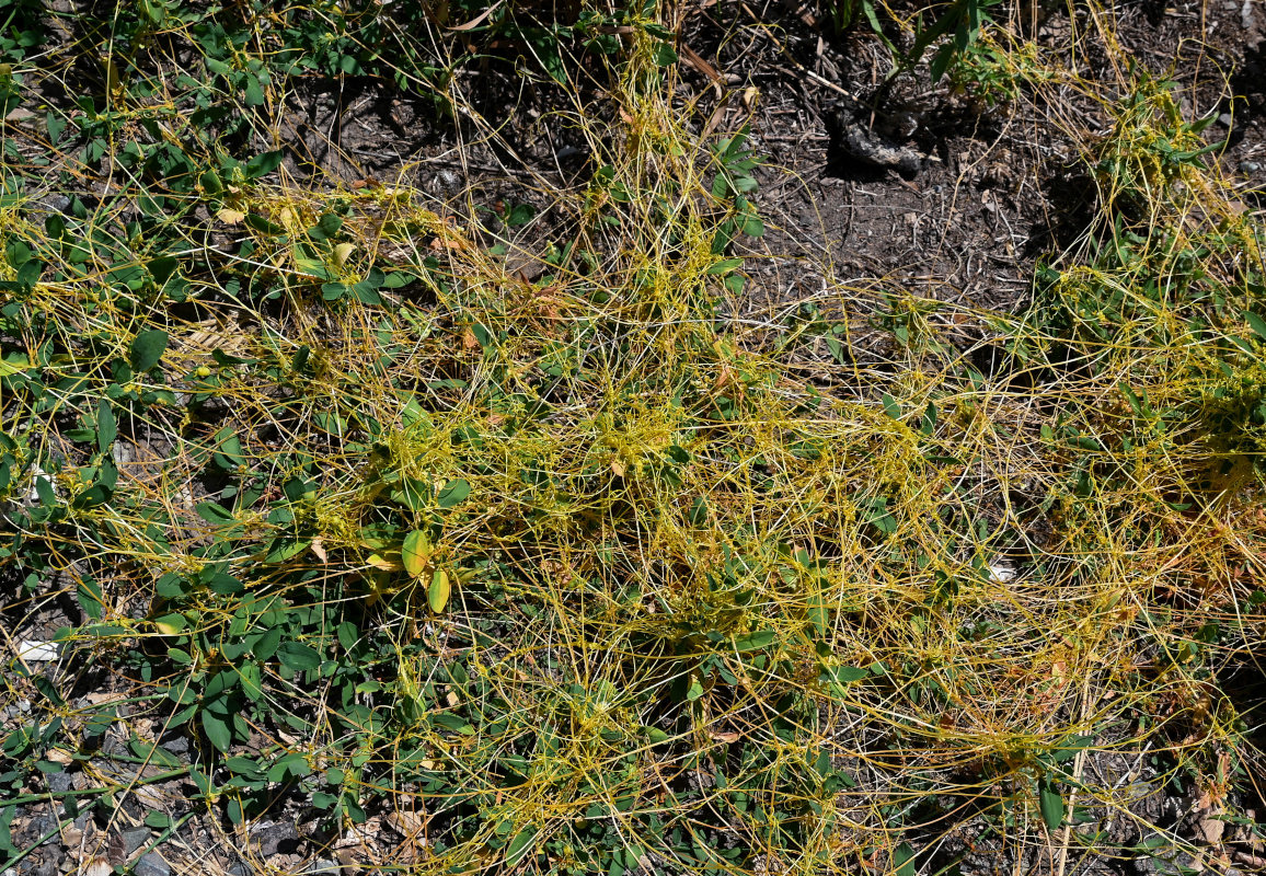 Image of genus Cuscuta specimen.