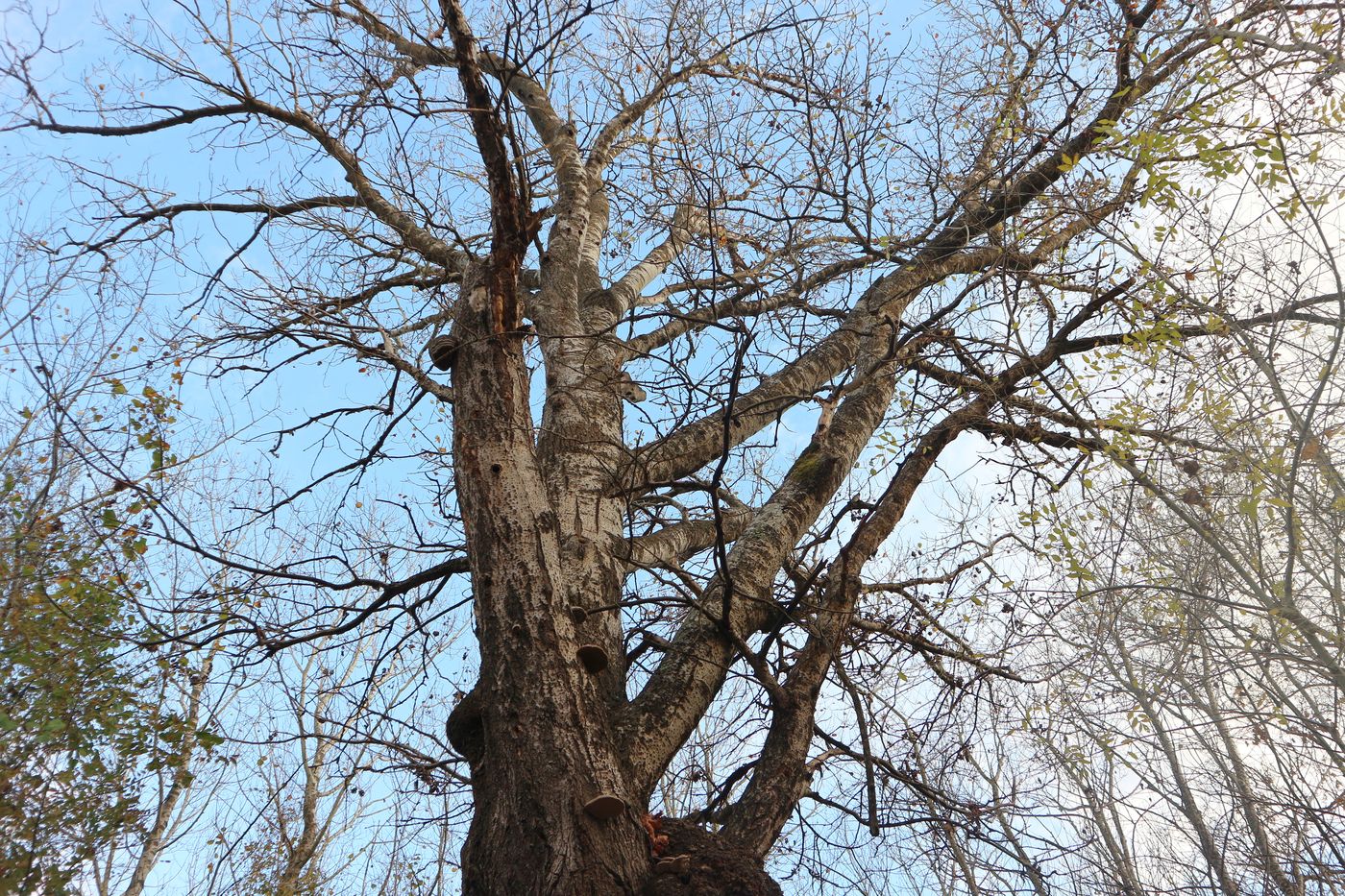 Изображение особи Populus alba.