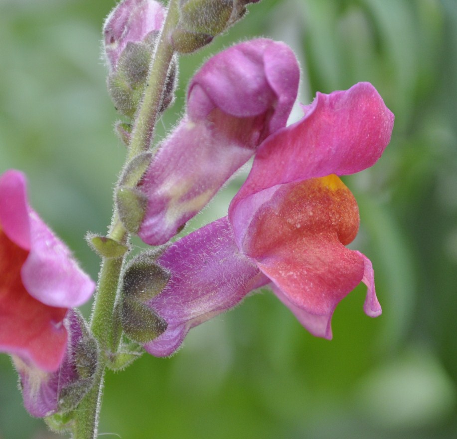 Изображение особи Antirrhinum majus.