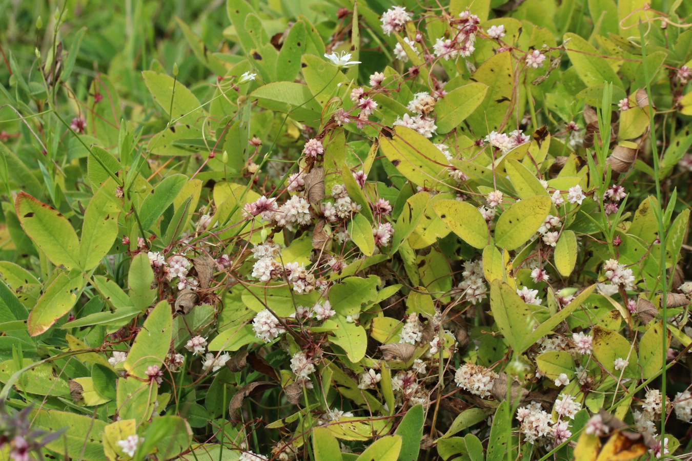 Image of Cuscuta epithymum specimen.