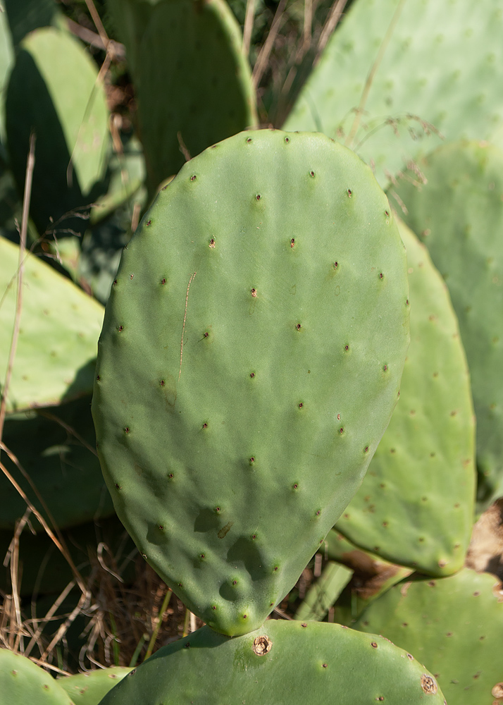 Изображение особи Opuntia ficus-indica.