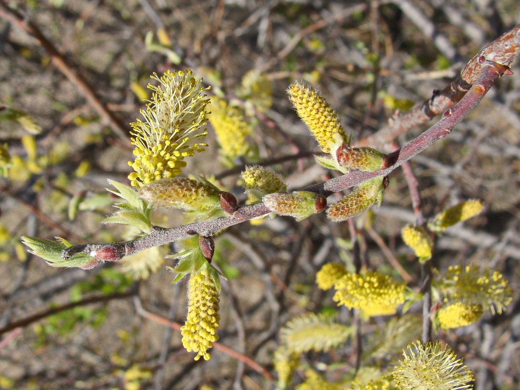 Image of Salix bebbiana specimen.