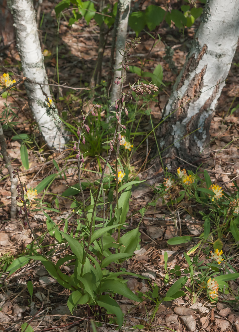 Изображение особи Epipactis atrorubens.