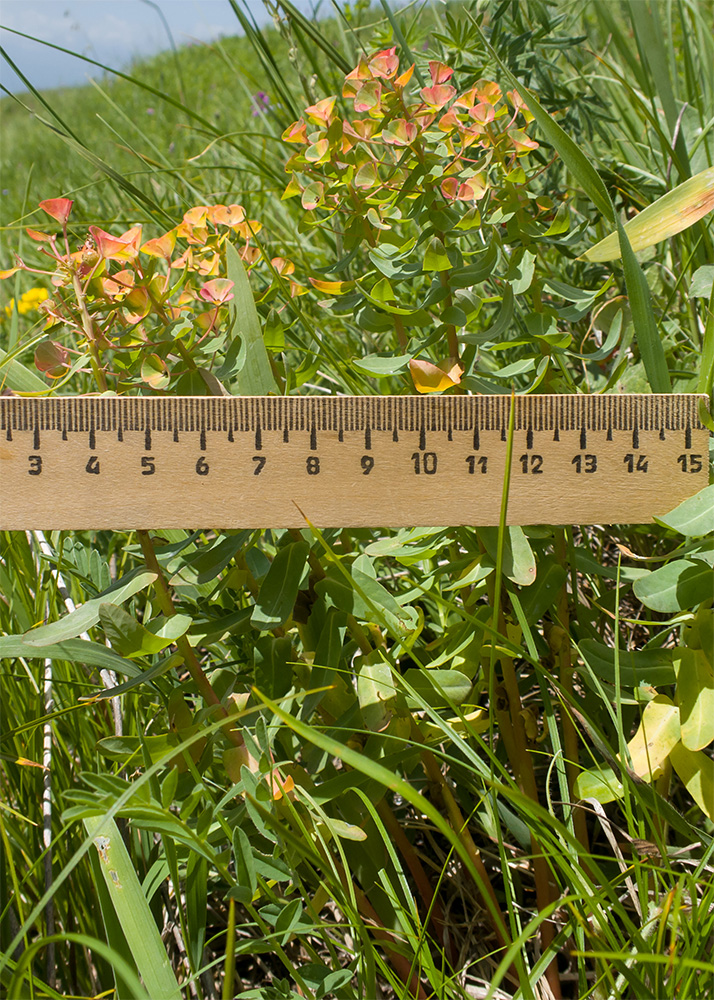 Image of Euphorbia condylocarpa specimen.