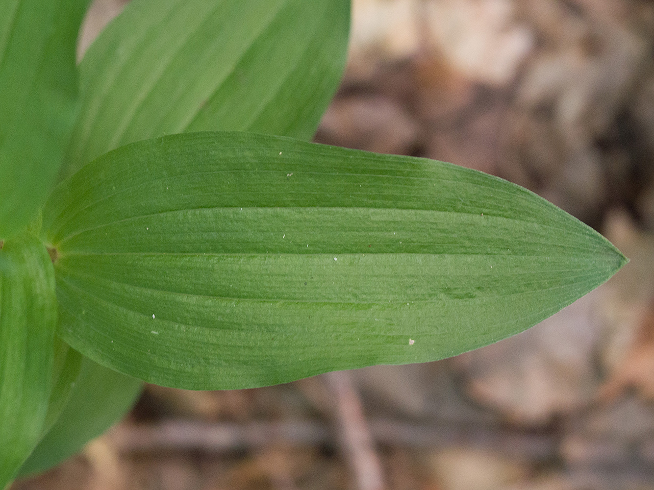 Изображение особи Epipactis helleborine.