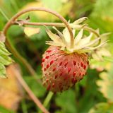 Fragaria orientalis. Незрелый плод. Хабаровский край, окр. г. Комсомольск-на-Амуре, обочина лесной дороги. 06.07.2024.